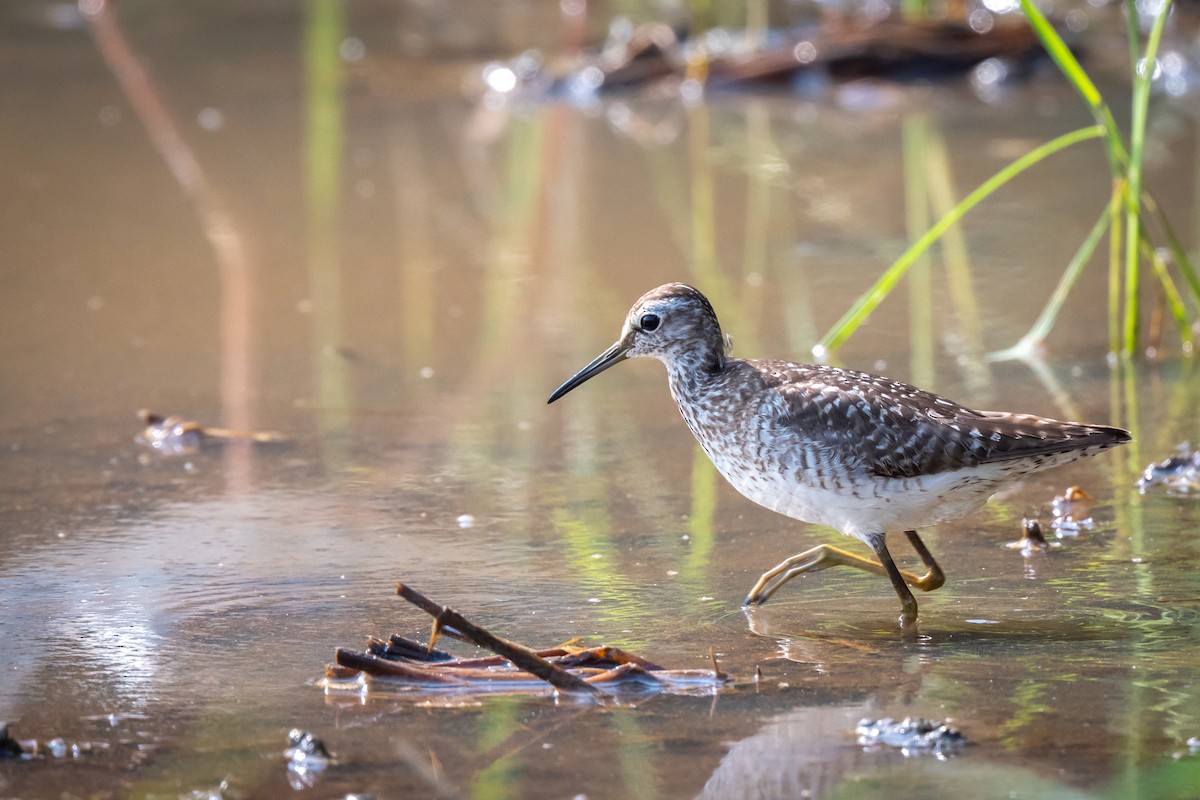 Bruchwasserläufer - ML647088265