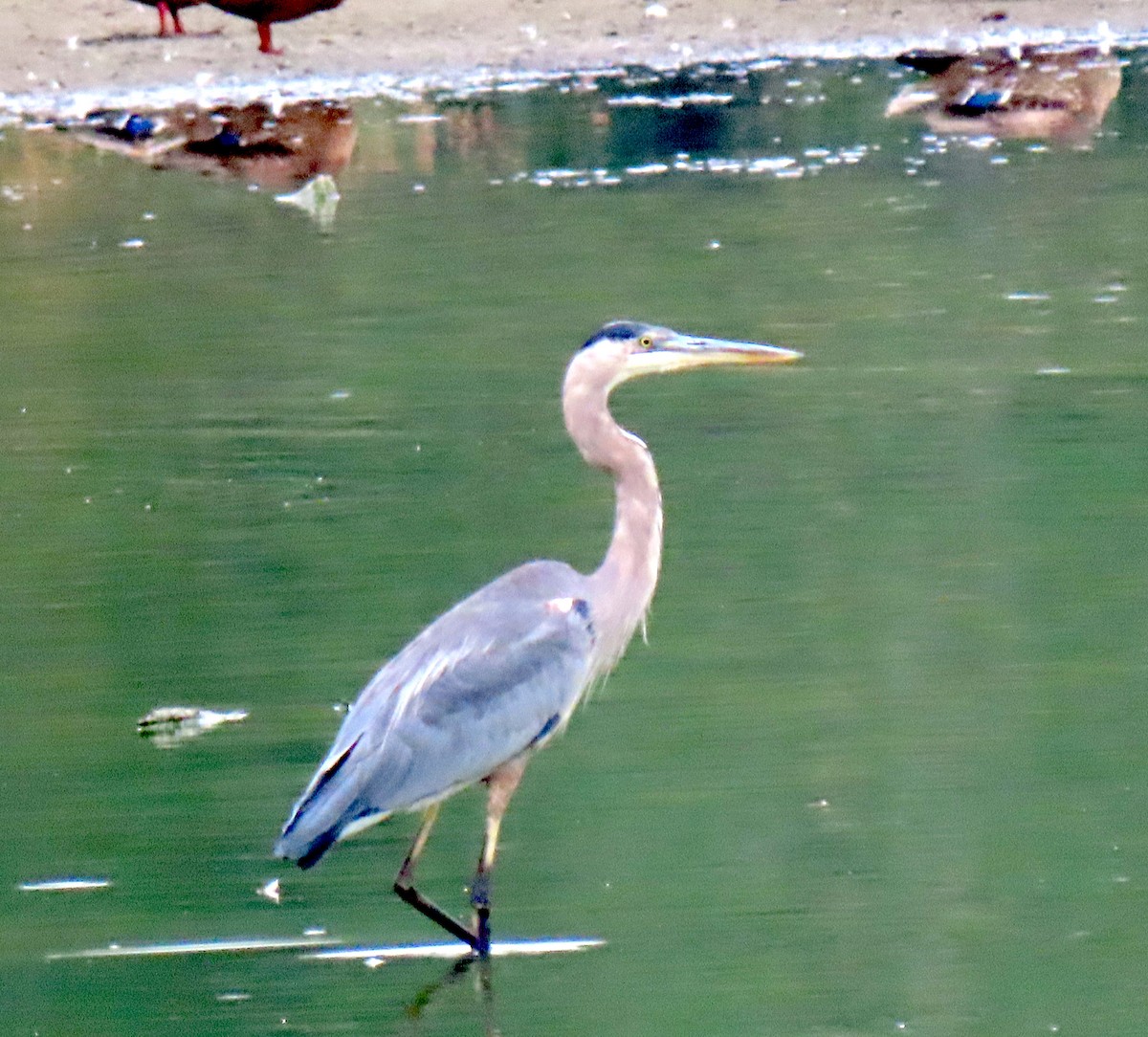 Great Blue Heron - ML647088271