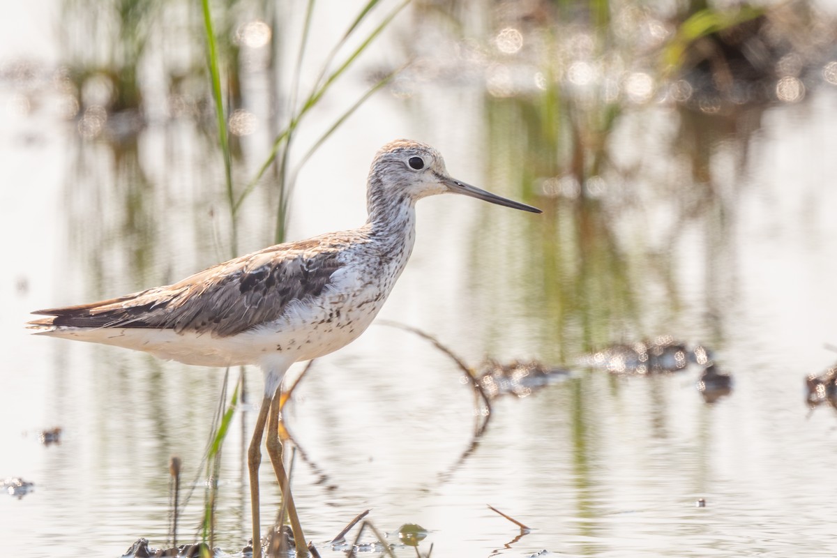 Common Greenshank - ML647088274