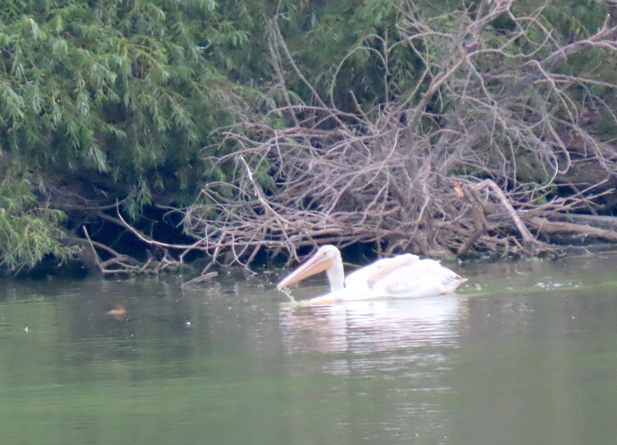 American White Pelican - ML647088276