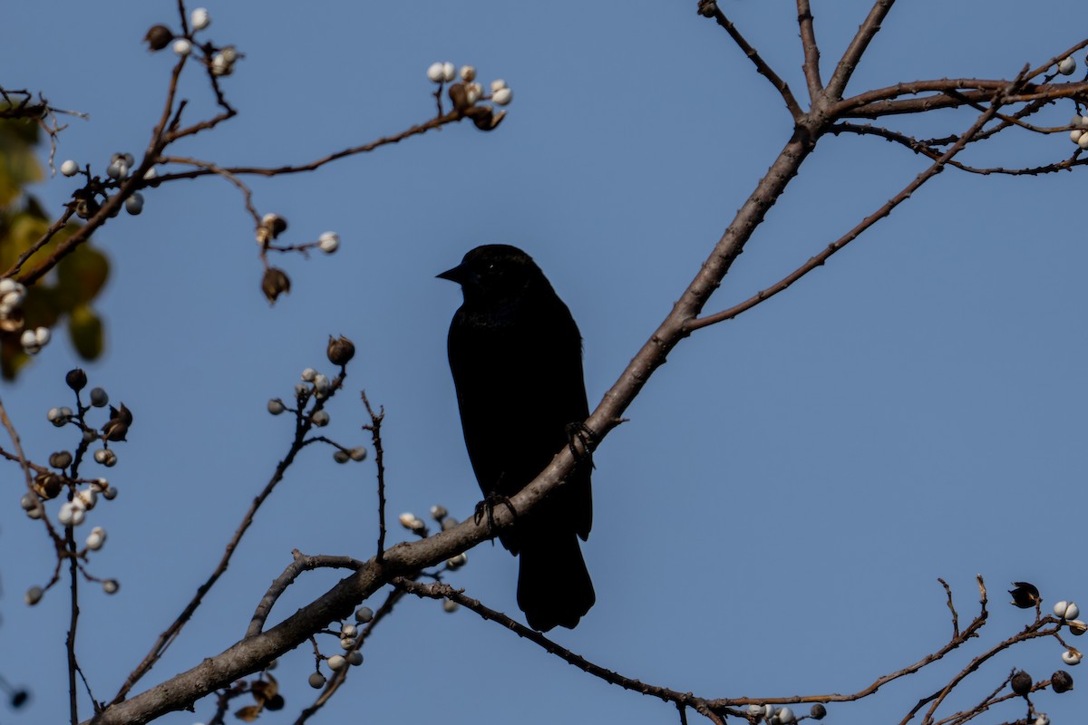 Red-winged Blackbird - ML647088284
