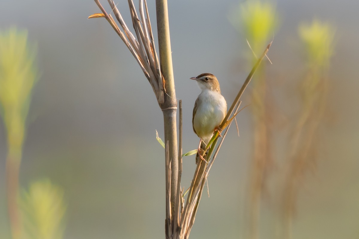 Zitting Cisticola - ML647088307