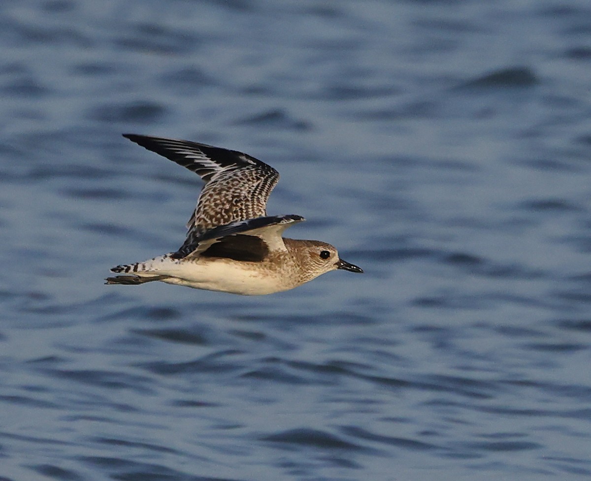 Сивка морська - ML647088311