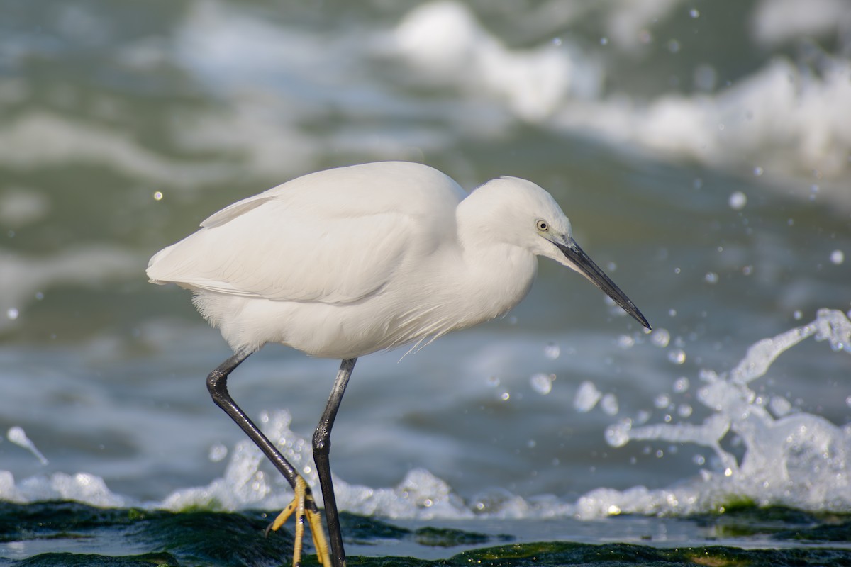 コサギ（garzetta） - ML647088321