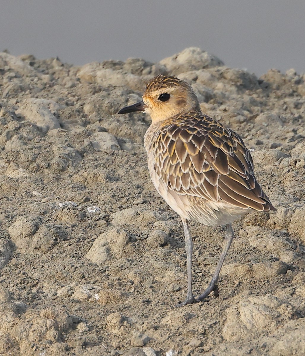 Küçük Altın Yağmurcun - ML647088322