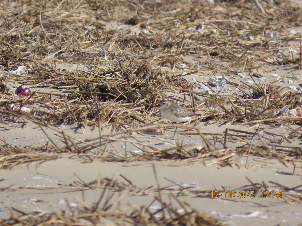 Сивка морська - ML647088323