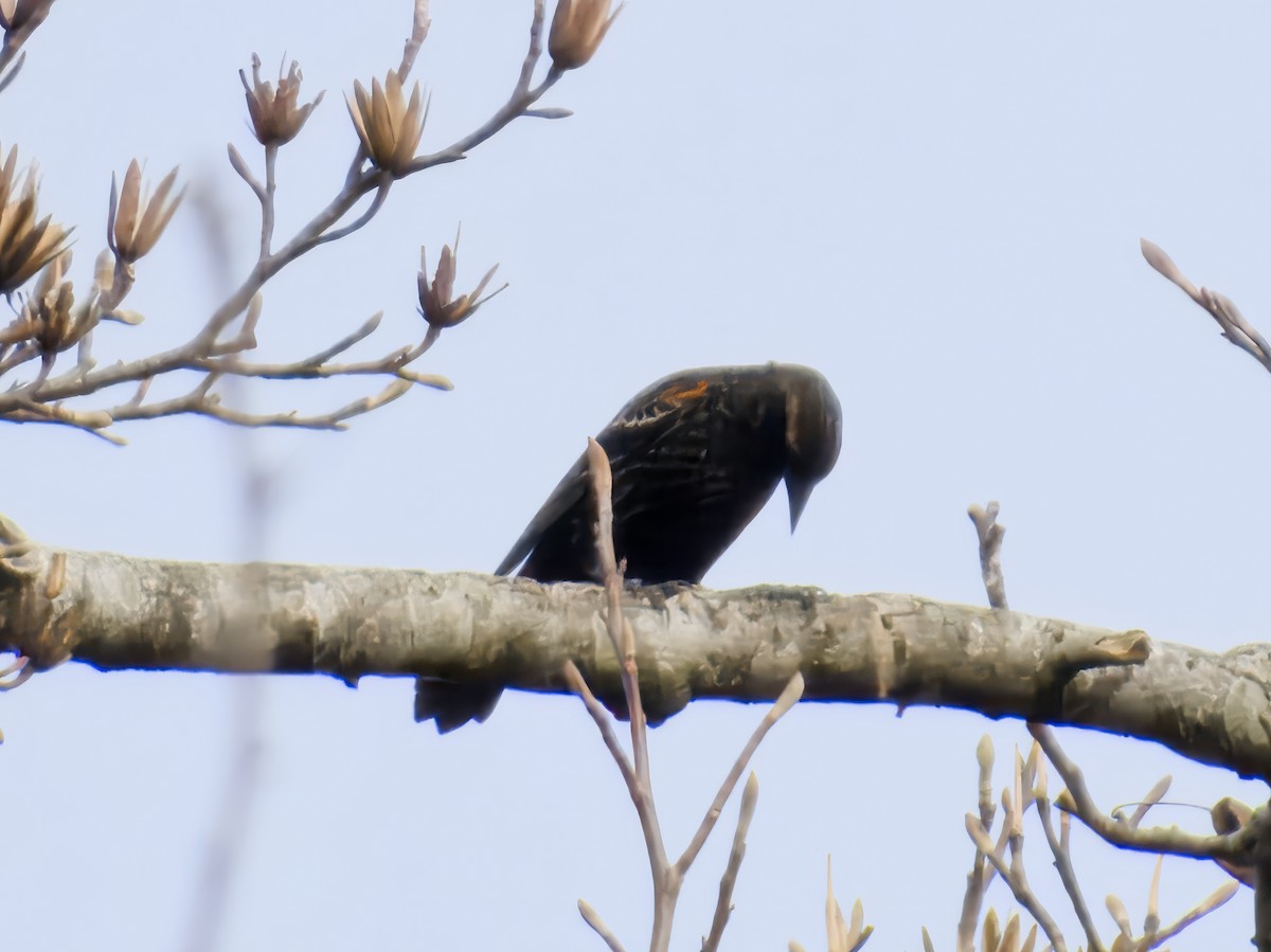 ハゴロモガラス - ML647088333