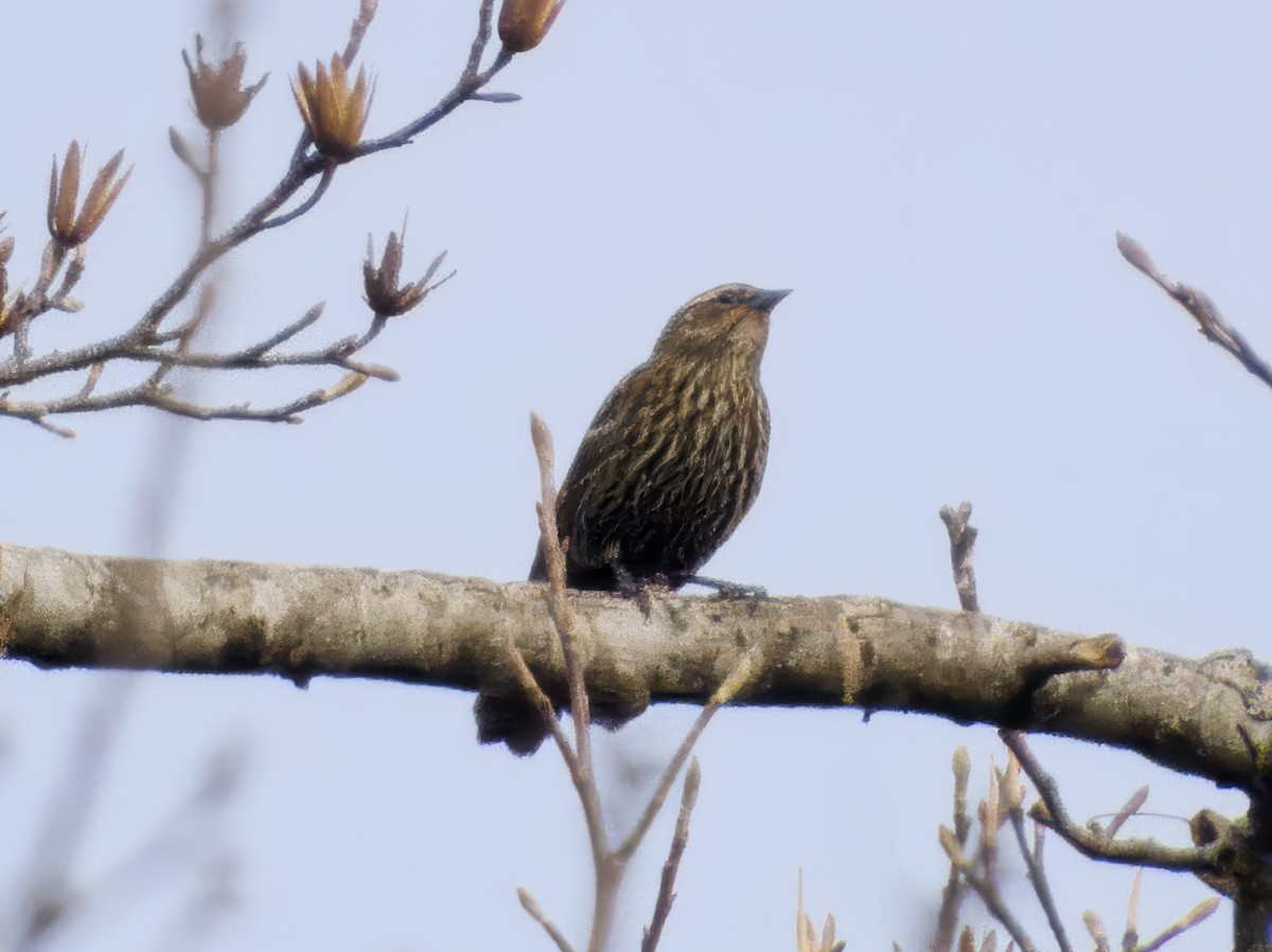 ハゴロモガラス - ML647088334