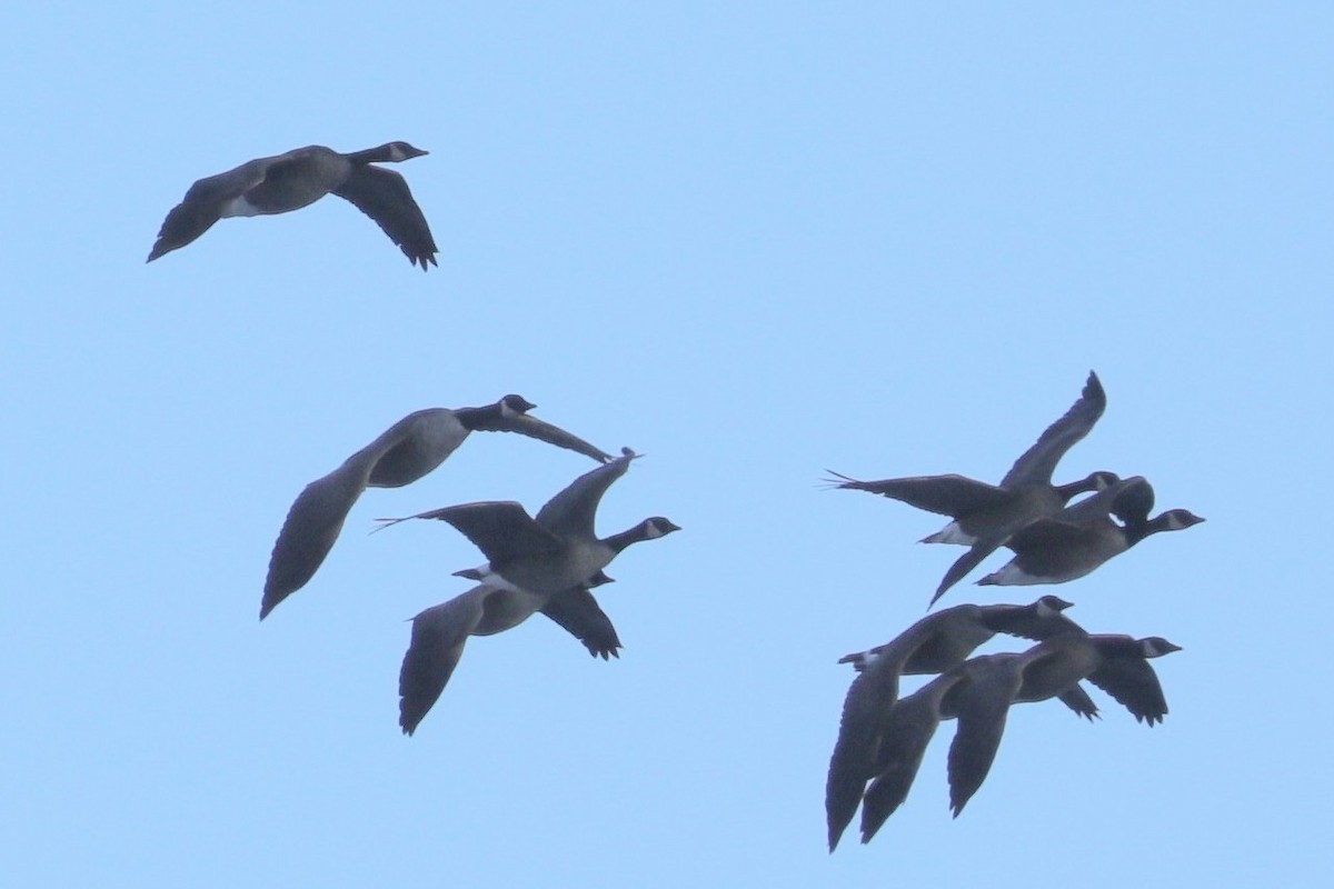 Branta kanadar txikia - ML647088335