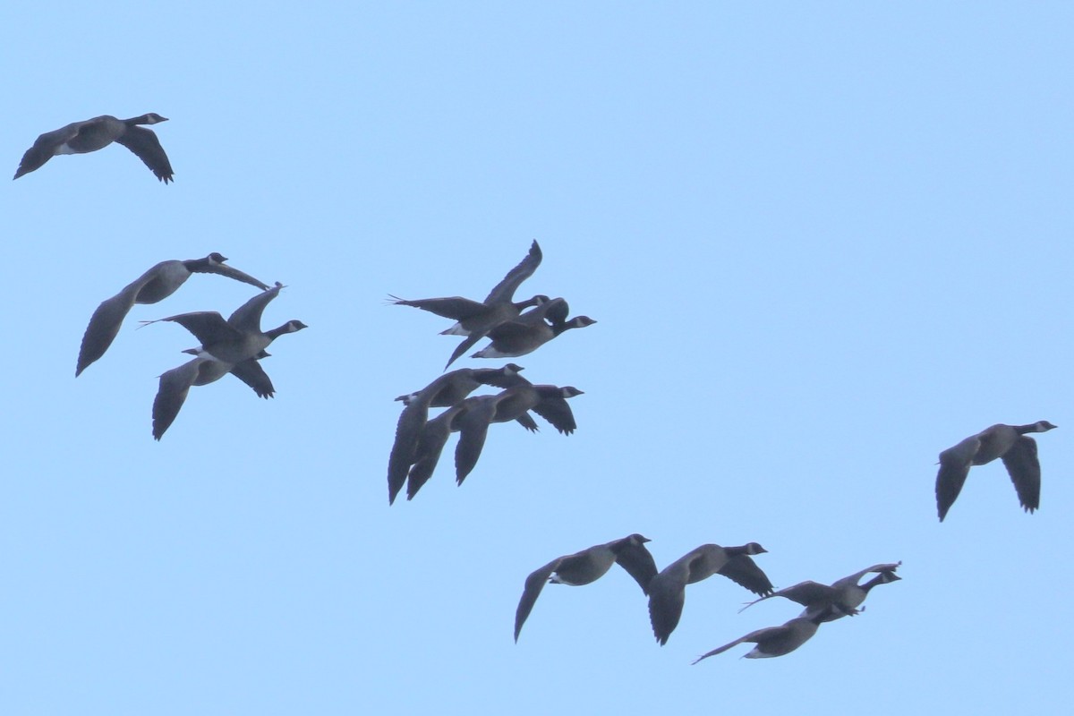 Branta kanadar txikia - ML647088336