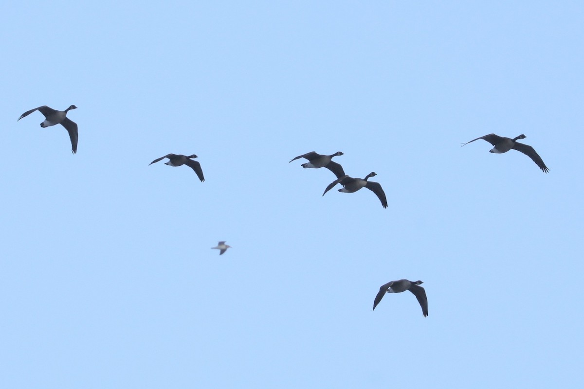 Branta kanadar txikia - ML647088337