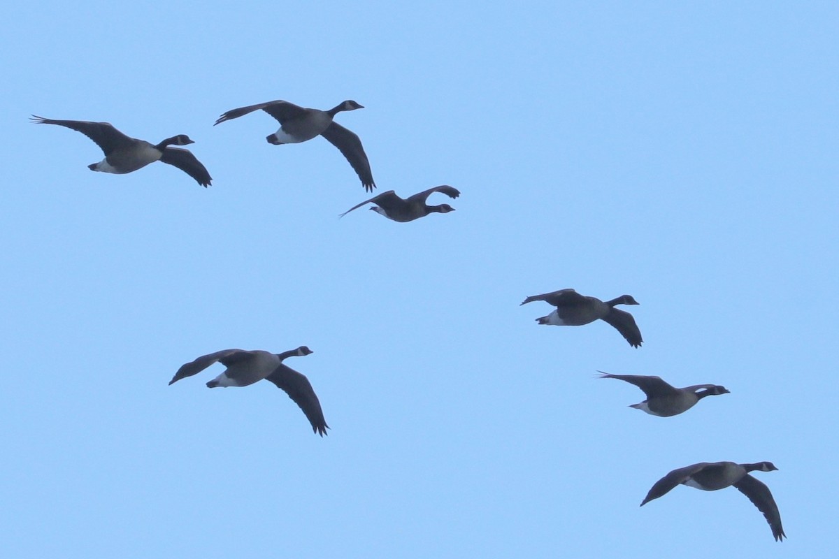 Branta kanadar txikia - ML647088338