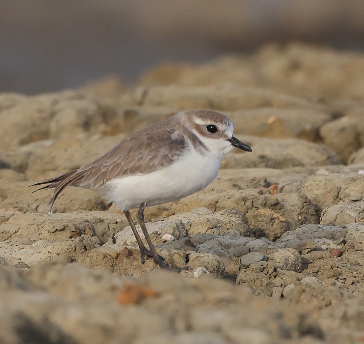 Tibet Cılıbıtı - ML647088346