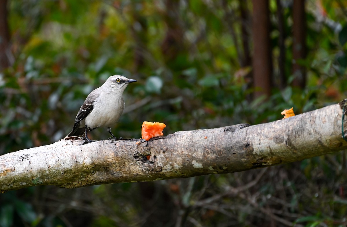 Moqueur des savanes - ML647088363