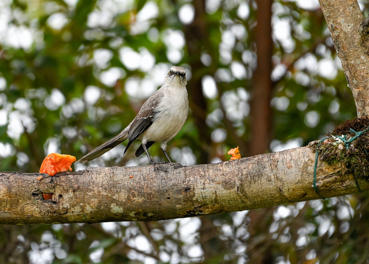 Moqueur des savanes - ML647088364