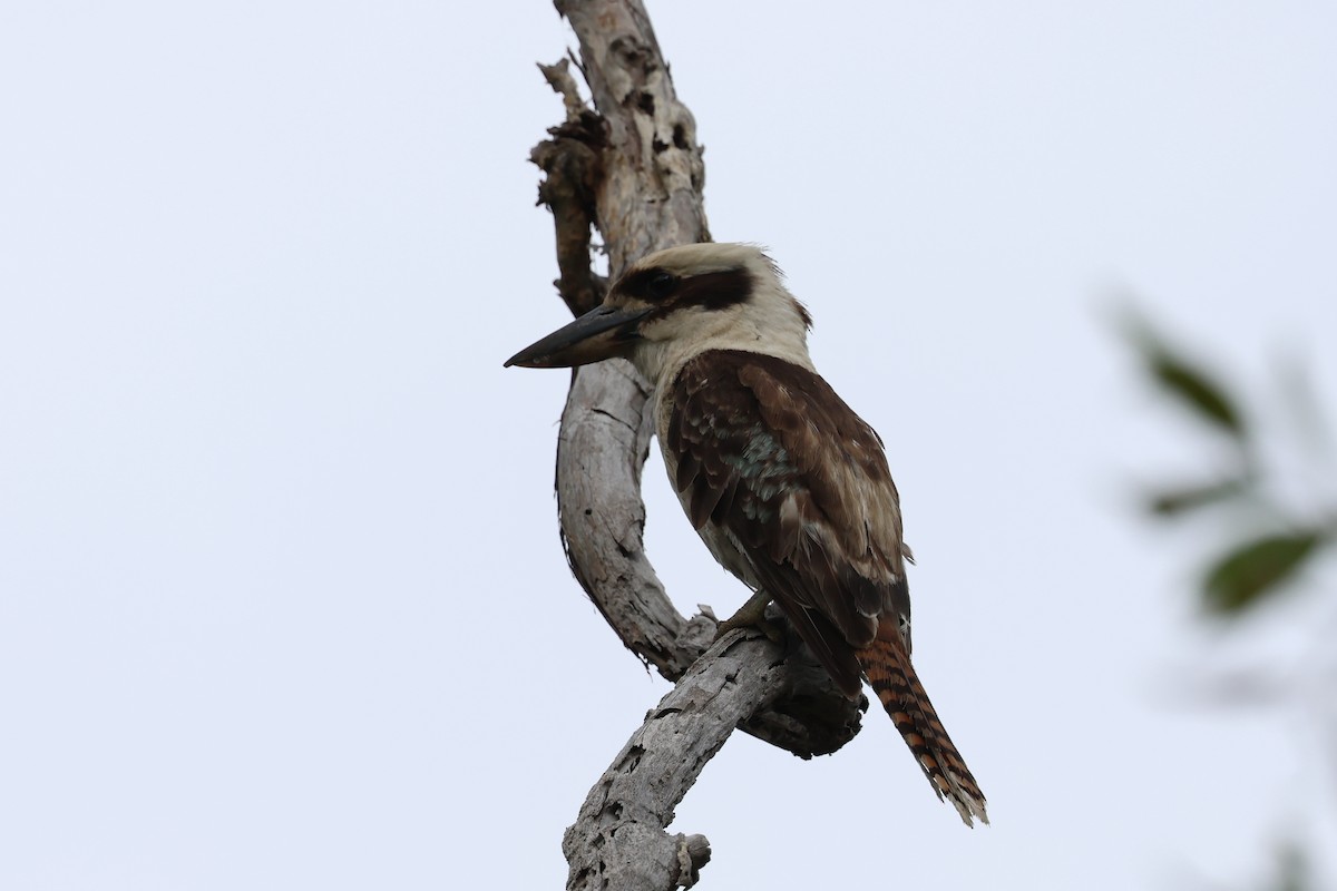 ワライカワセミ - ML647088365