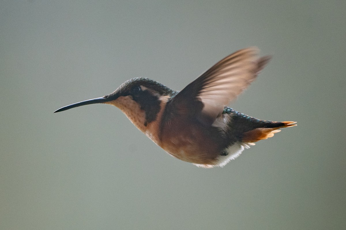 White-bellied Woodstar - ML647088374