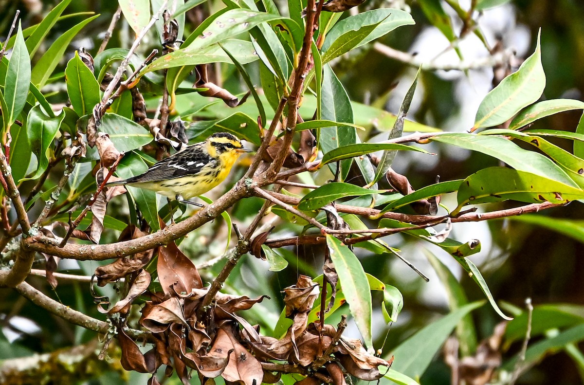 Reinita Gorjinaranja - ML647088379