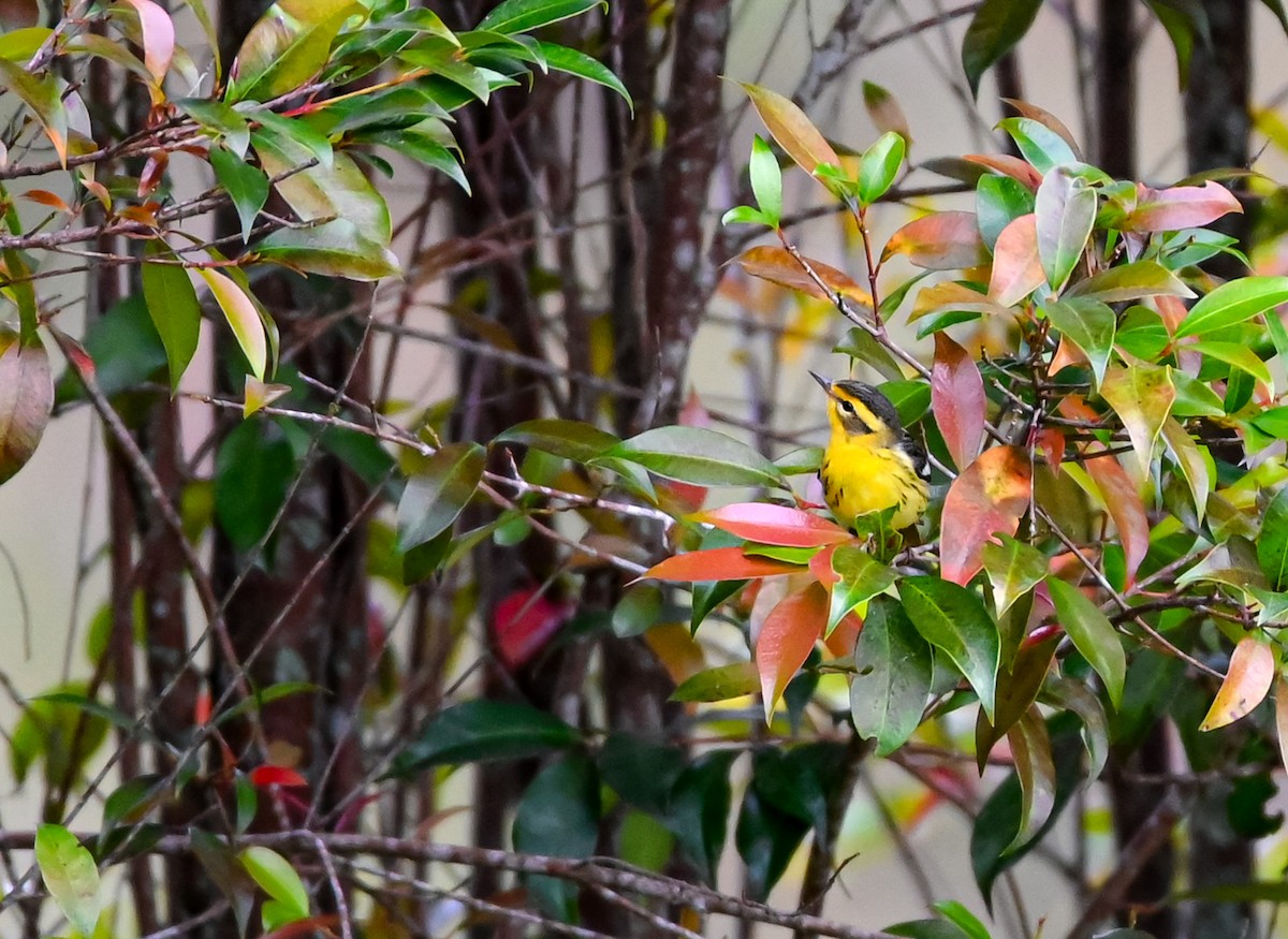 Reinita Gorjinaranja - ML647088380