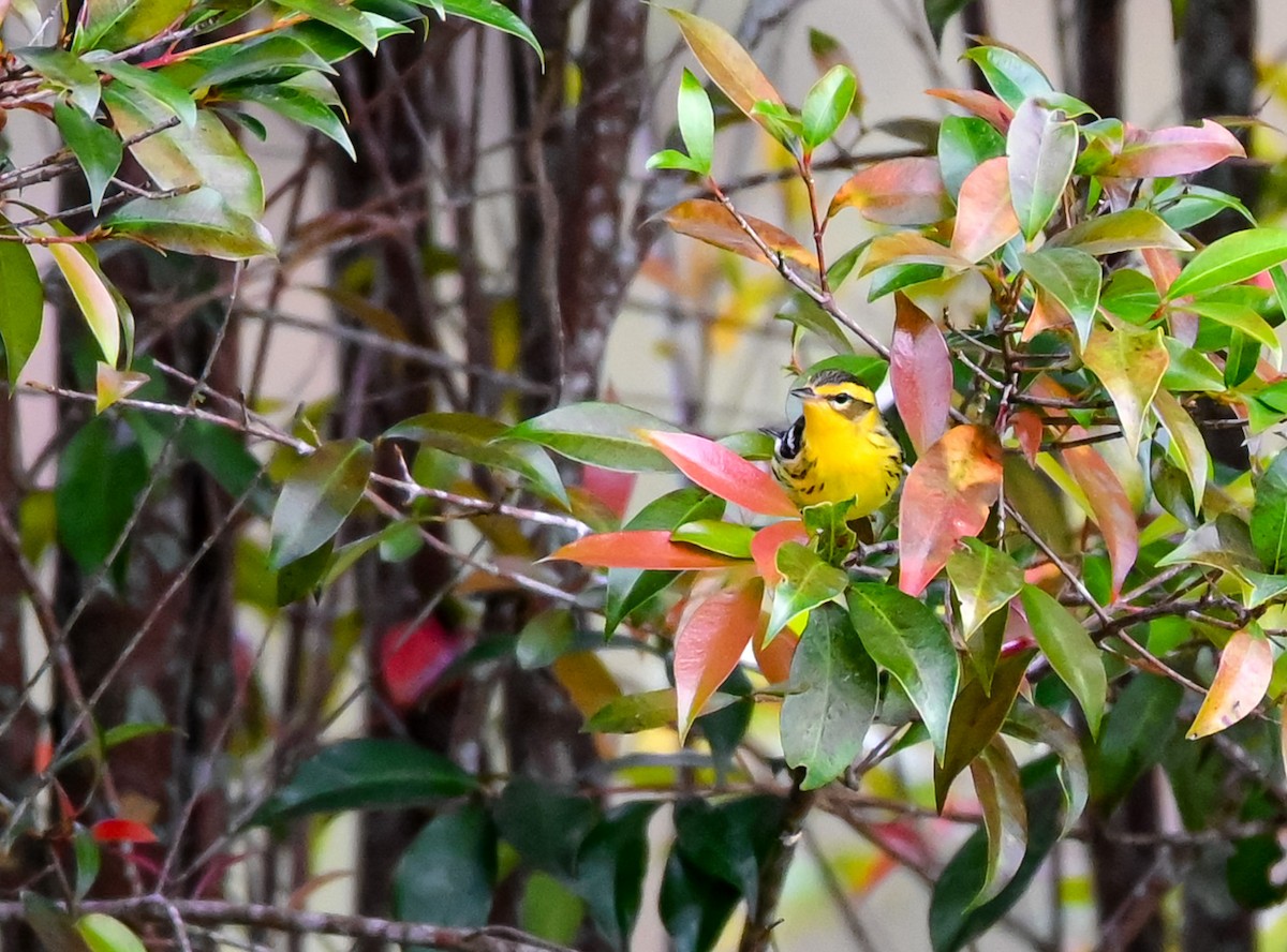 Reinita Gorjinaranja - ML647088381