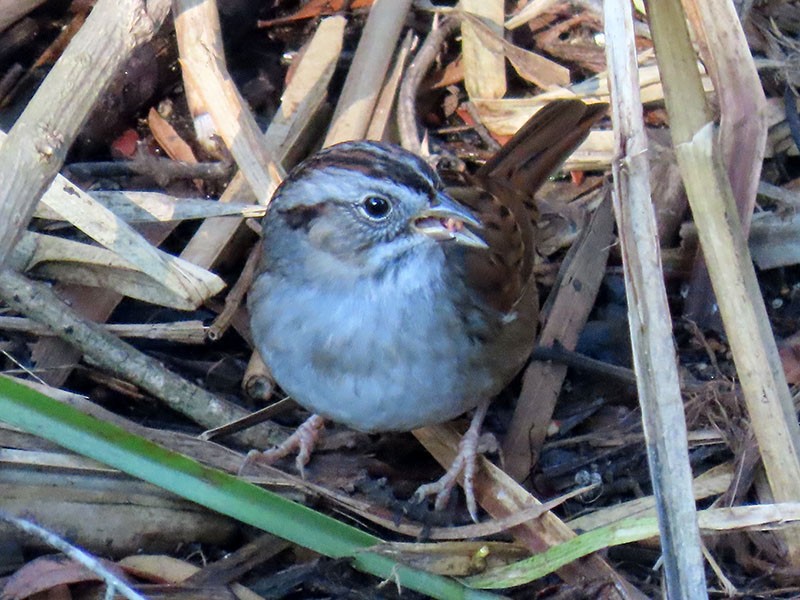 ヌマウタスズメ - ML647088382