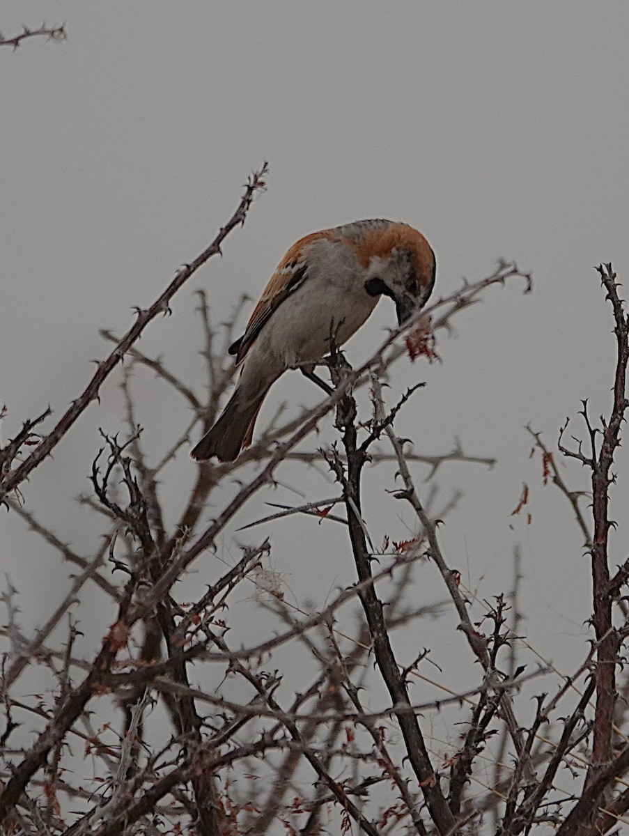 オオスズメ - ML647088384