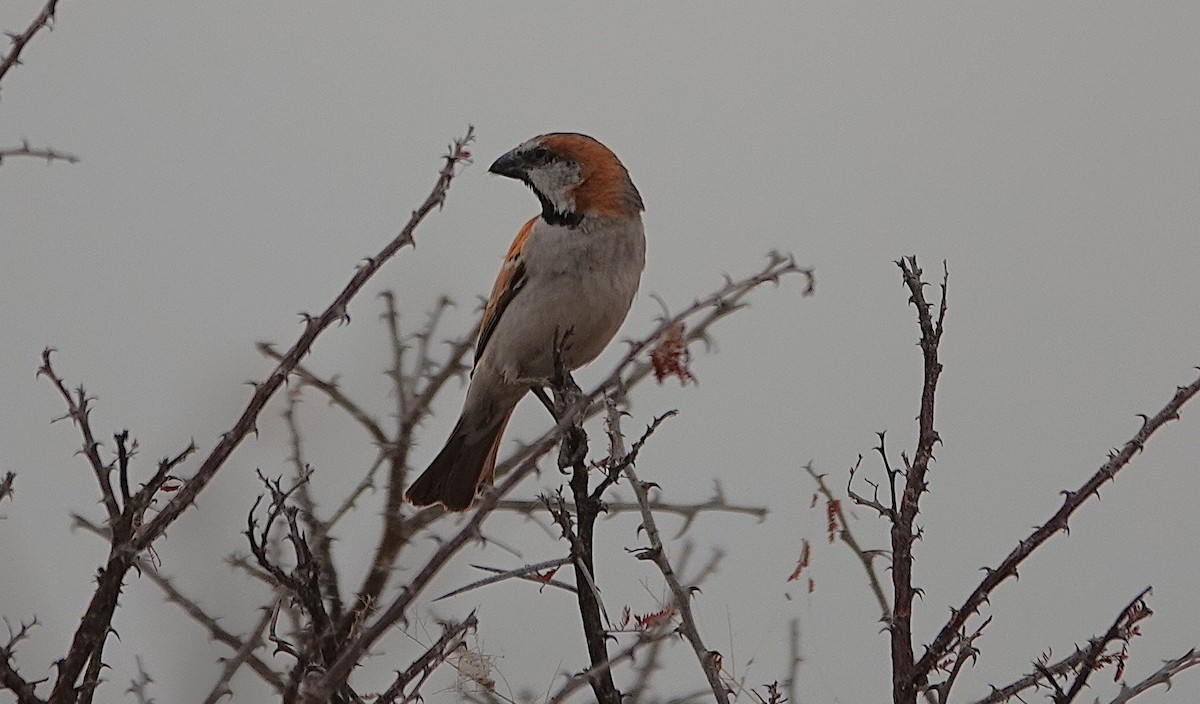 オオスズメ - ML647088385