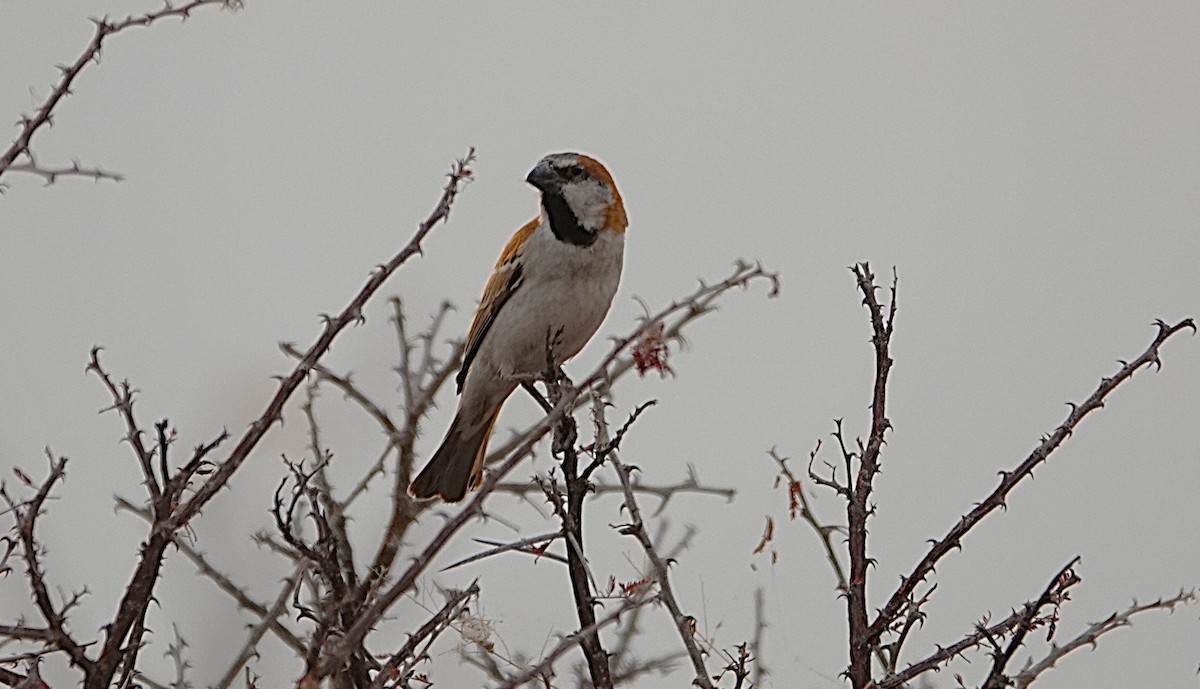 オオスズメ - ML647088386