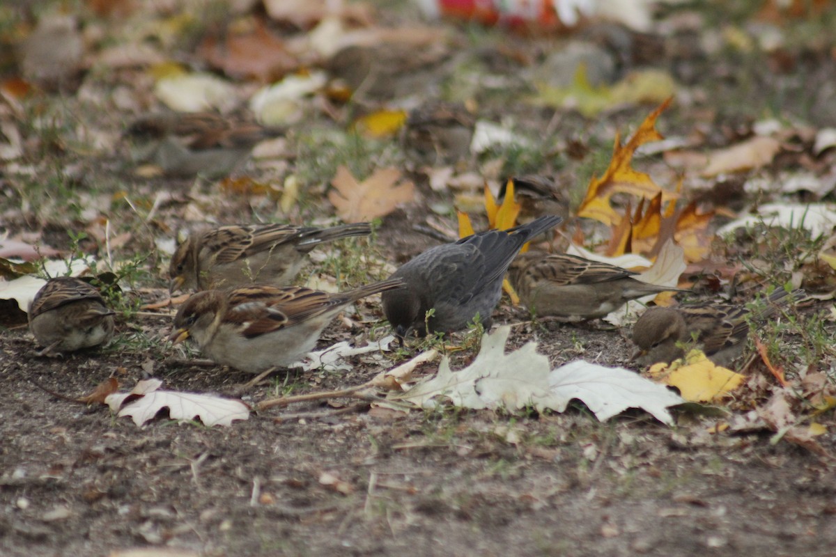 コウウチョウ - ML647088387