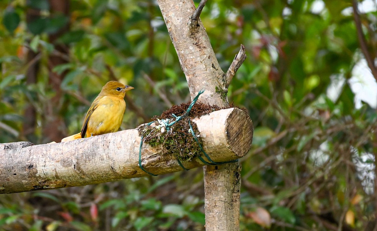 ナツフウキンチョウ - ML647088388