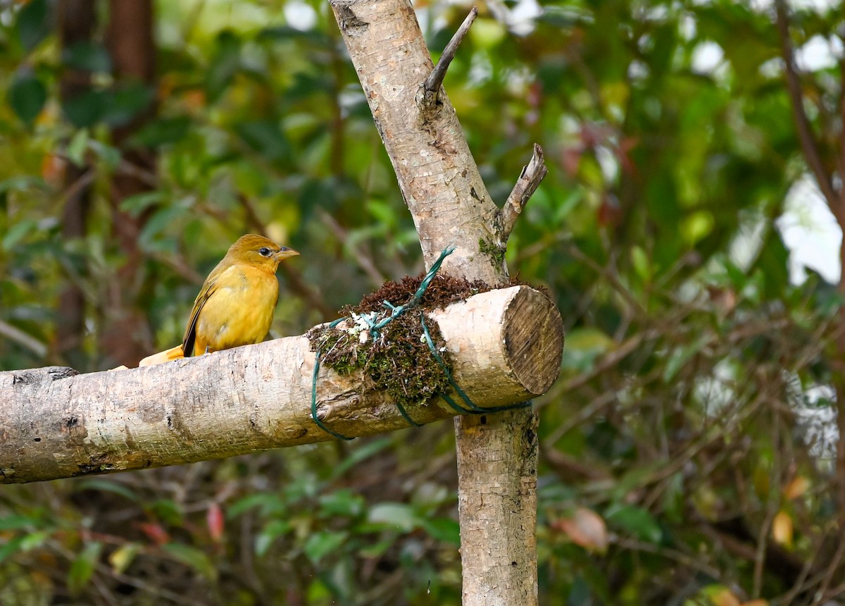 ナツフウキンチョウ - ML647088389