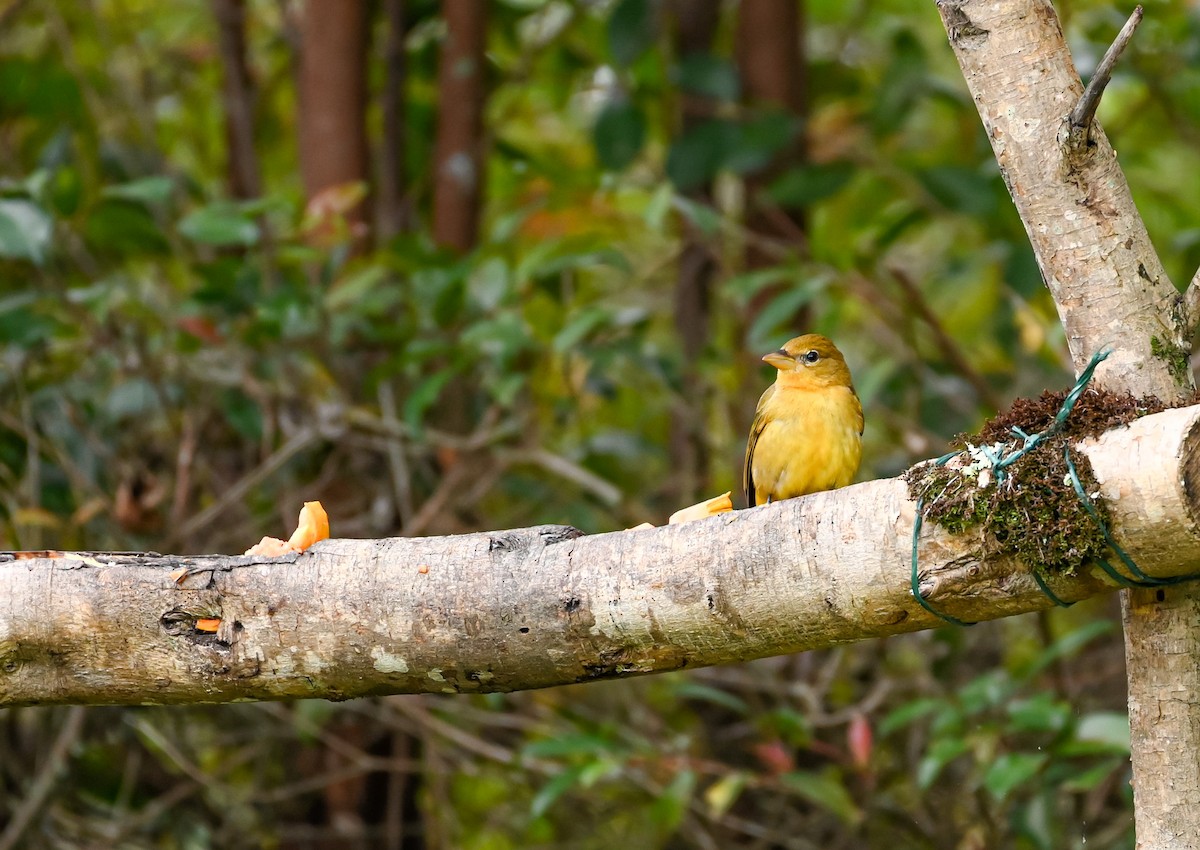 ナツフウキンチョウ - ML647088390
