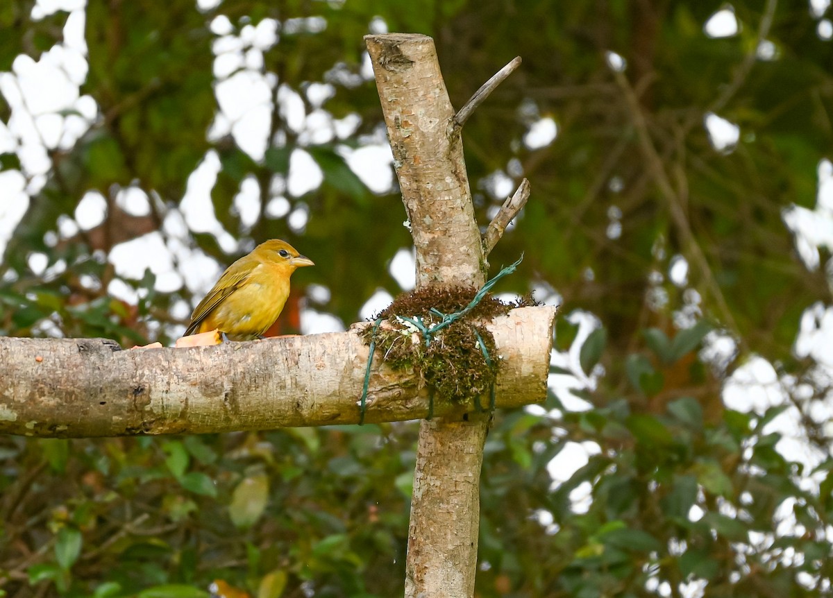 ナツフウキンチョウ - ML647088391