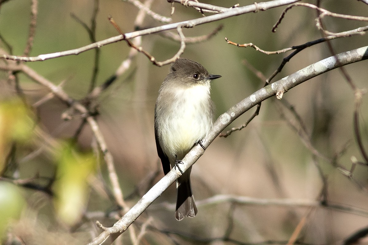 ツキヒメハエトリ - ML647088392