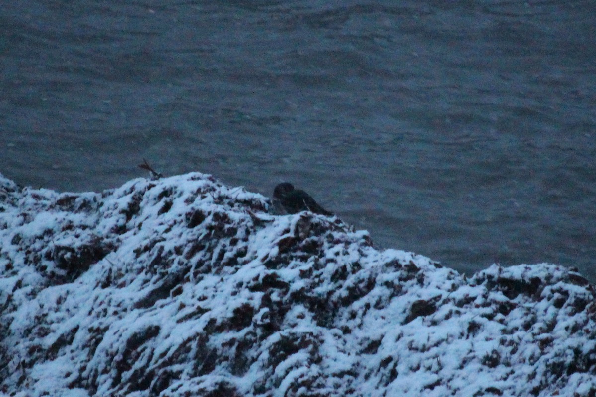 Purple Sandpiper - ML647088393