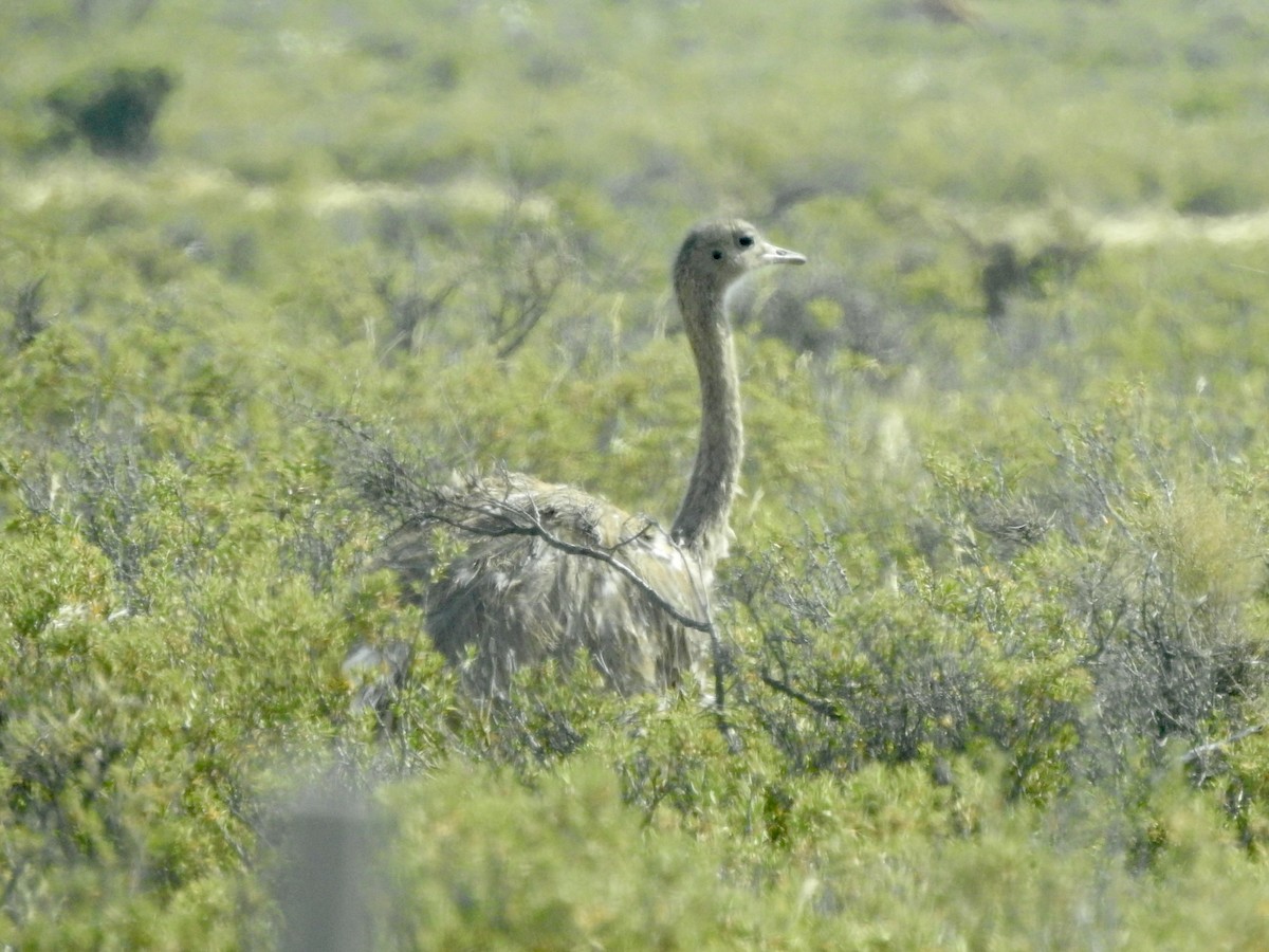 ダーウィンレア - ML647088394