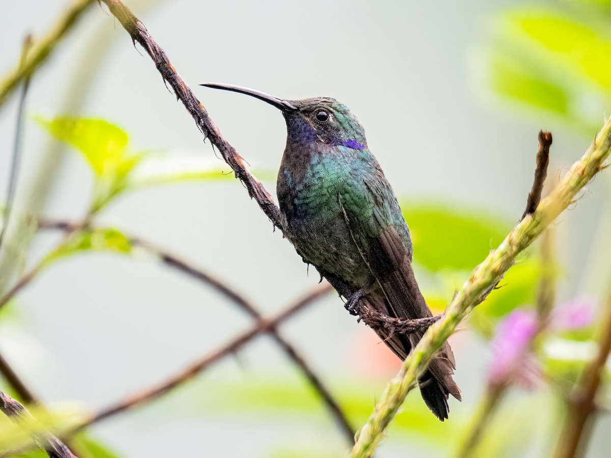 アオミミハチドリ - ML647088396