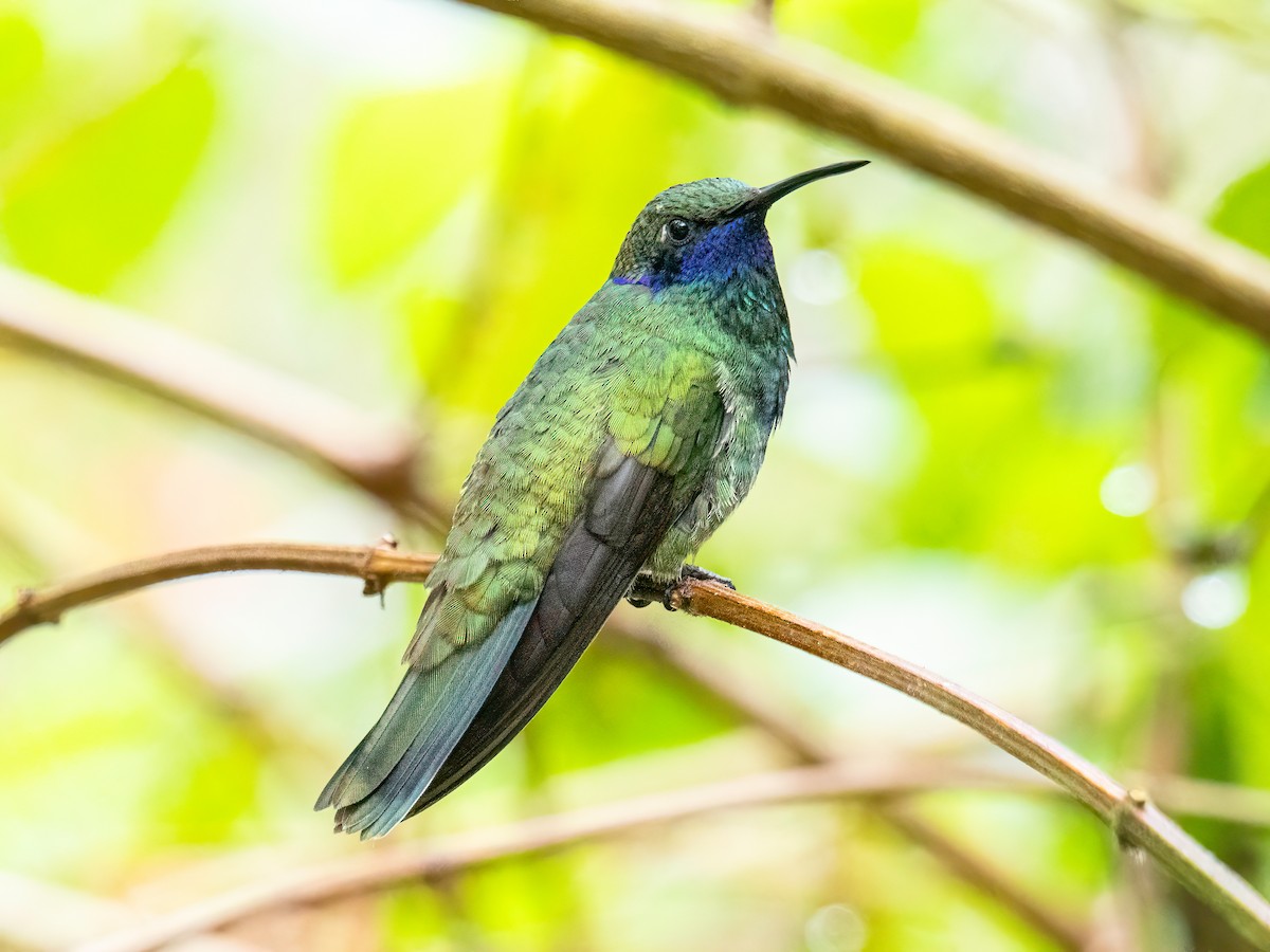 アオミミハチドリ - ML647088397