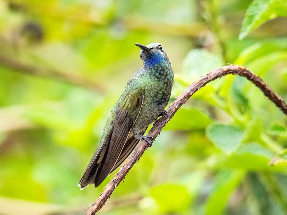 アオミミハチドリ - ML647088398