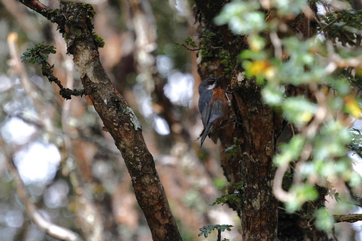 オオミツドリ - ML647088400