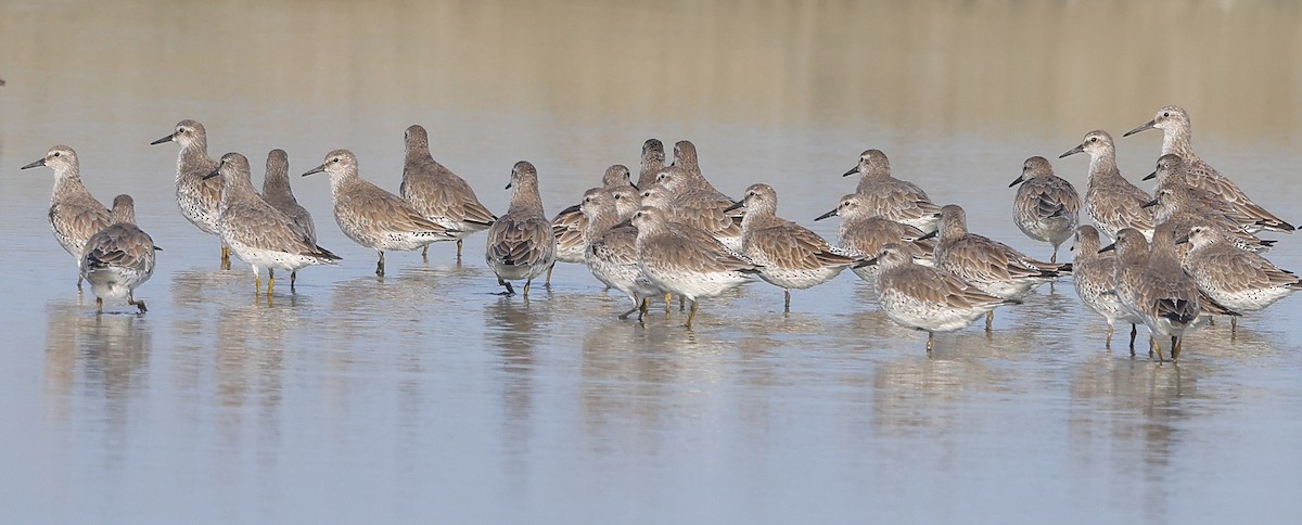 コオバシギ - ML647088401