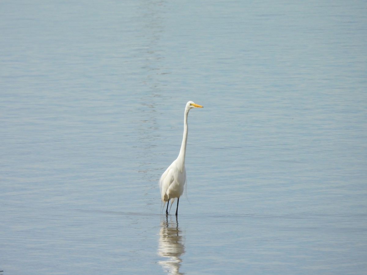 ダイサギ - ML647088402