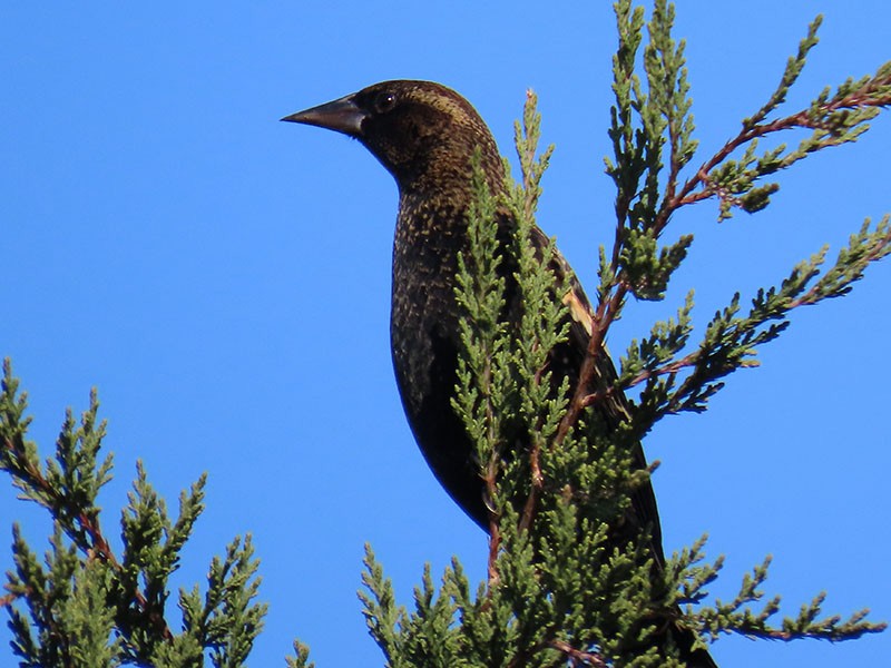 ハゴロモガラス - ML647088404