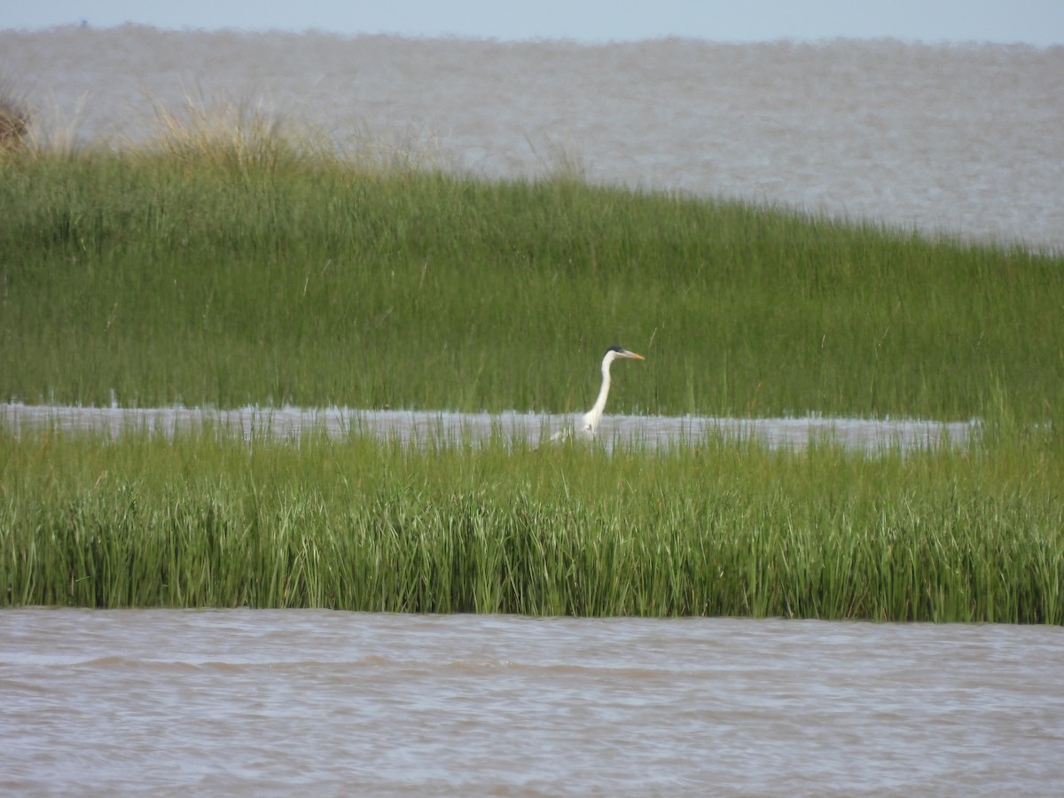 ナンベイアオサギ - ML647088405