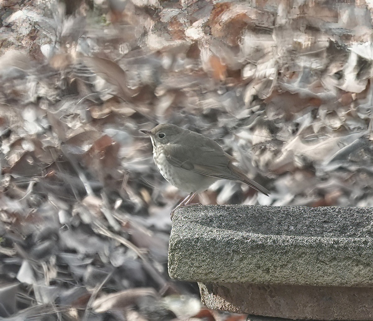 チャイロコツグミ - ML647088406