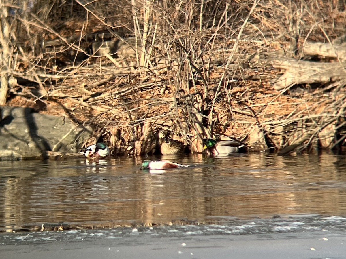 ハシビロガモ - ML647088407