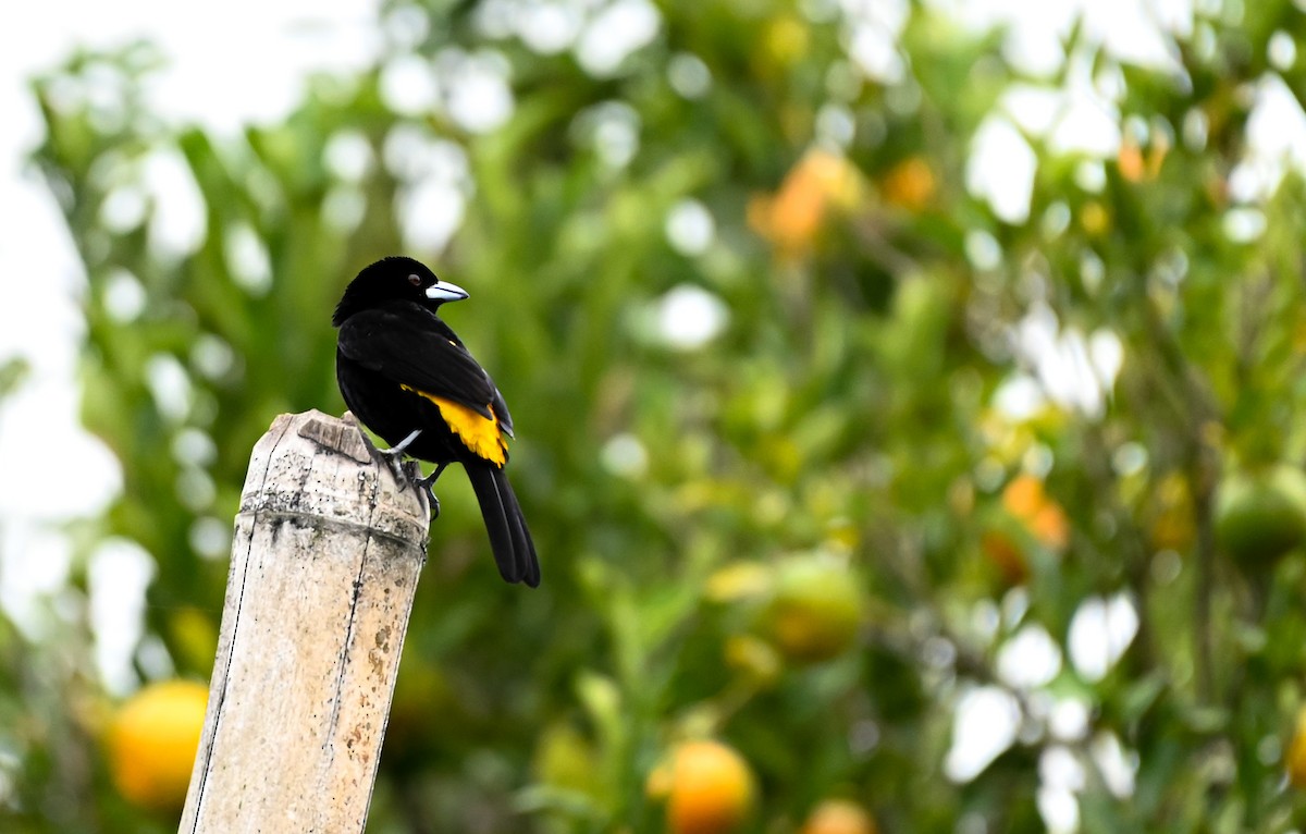 ミナミコシアカフウキンチョウ（icteronotus） - ML647088408