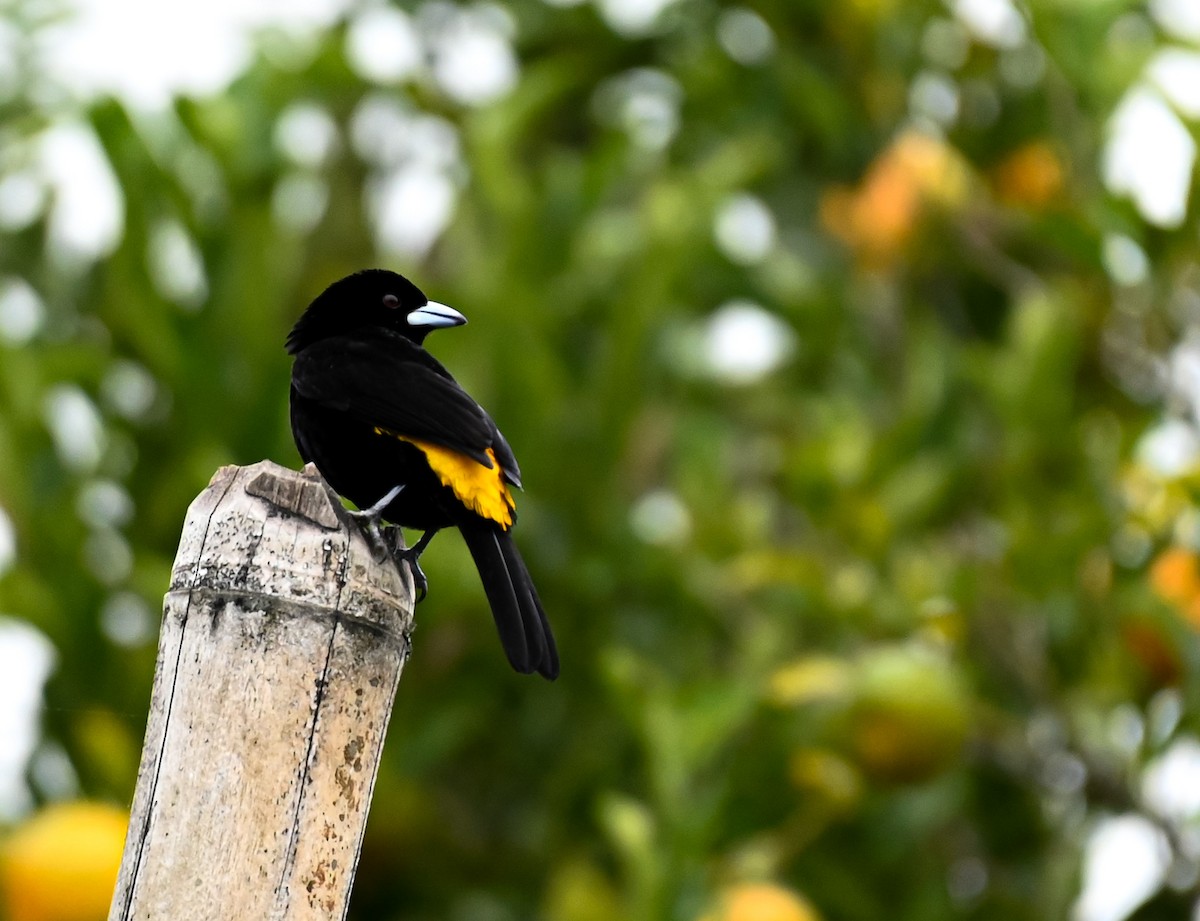 ミナミコシアカフウキンチョウ（icteronotus） - ML647088409