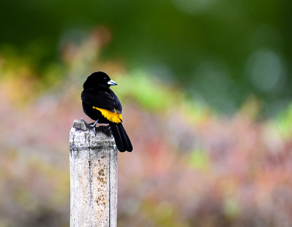 ミナミコシアカフウキンチョウ（icteronotus） - ML647088410