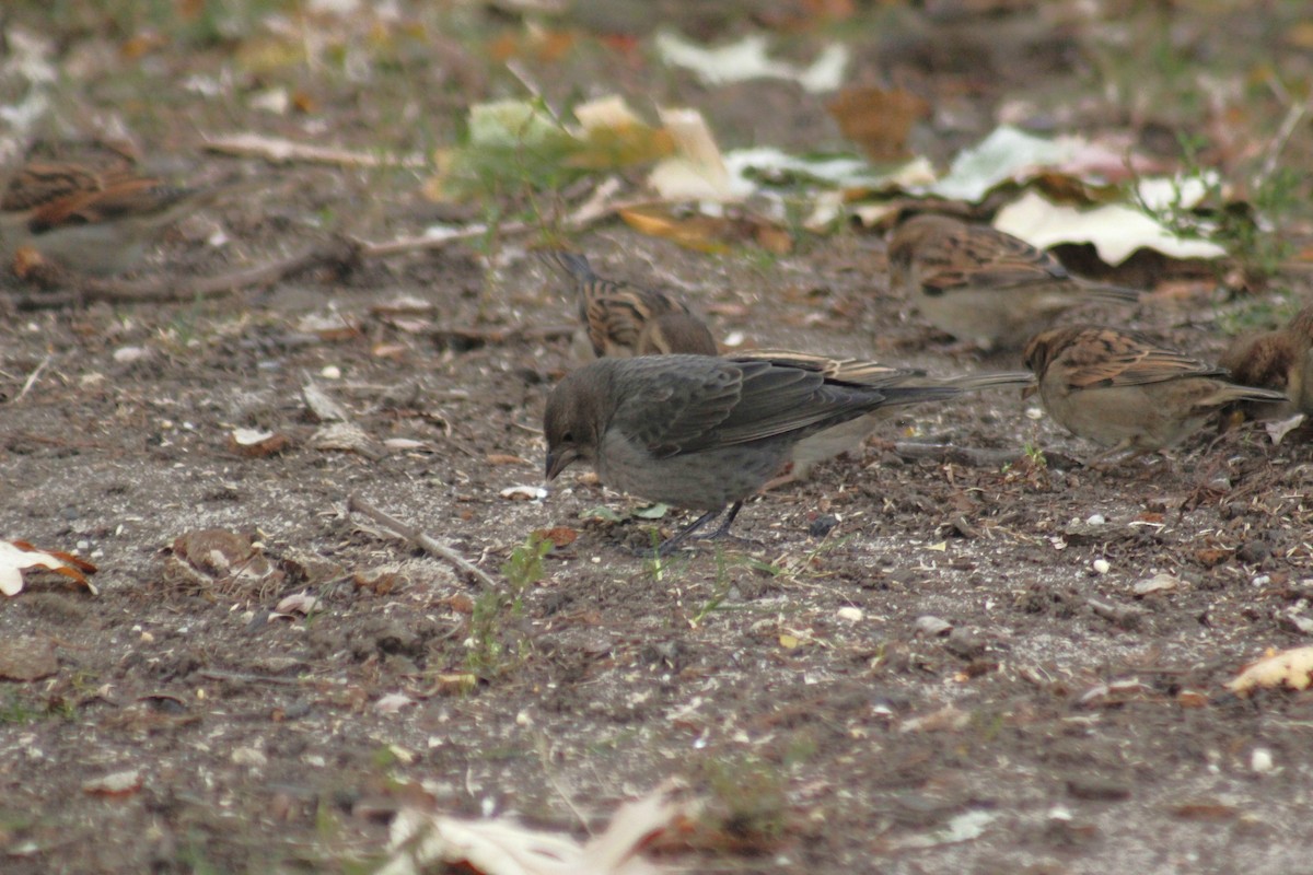 コウウチョウ - ML647088411